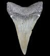 Large, Fossil Mako Shark Tooth - Georgia #75199-1